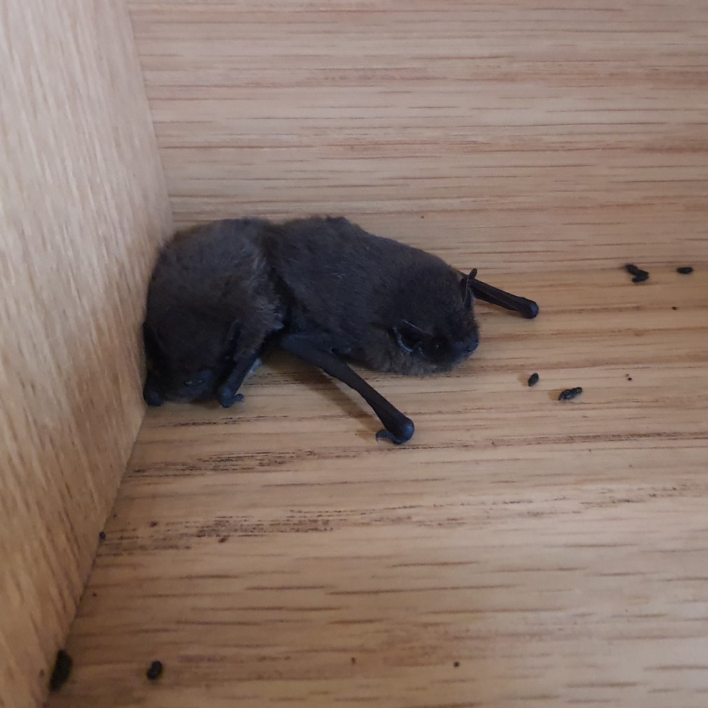 Zwei Fledermäuse haben sich in ein Eck des Holz-Briefkastens gedrängt (© Cornelia Hebrank, 2024)