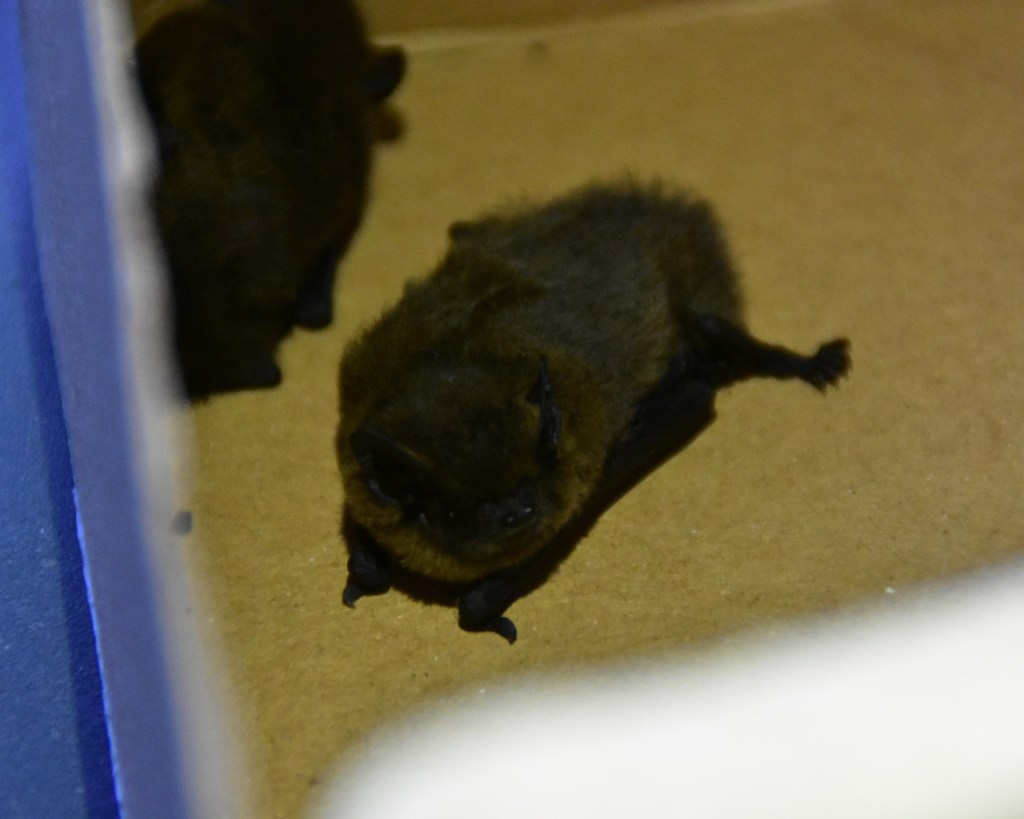 Natur in Nürnberg: Abschluss der Fledermaus-Saison