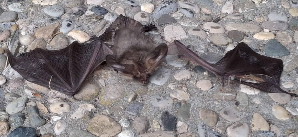 Eine Langohr-Fledermaus auf einem Steinweg, ihr linker Flügel ist schwer verletzt