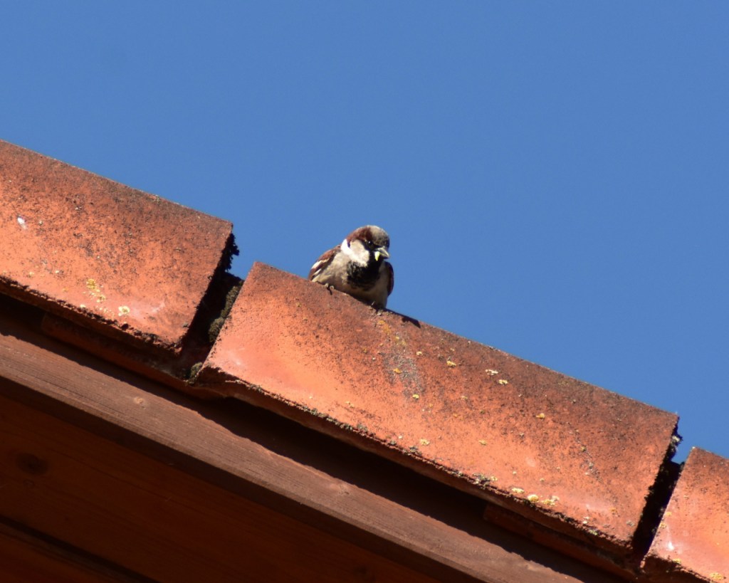Ein Spatzen-Männchen sitzt auf einer Dachkante und schaut herunter (© Cornelia Hebrank, 2024)