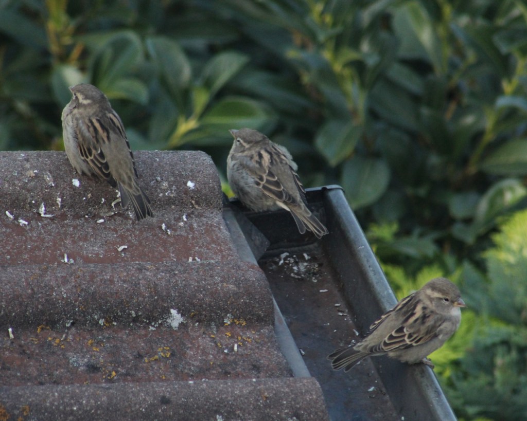 Drei weibliche Spatzen sitzen gemeinsam auf einem Vordach (© Sebastian Sperling, 2022)