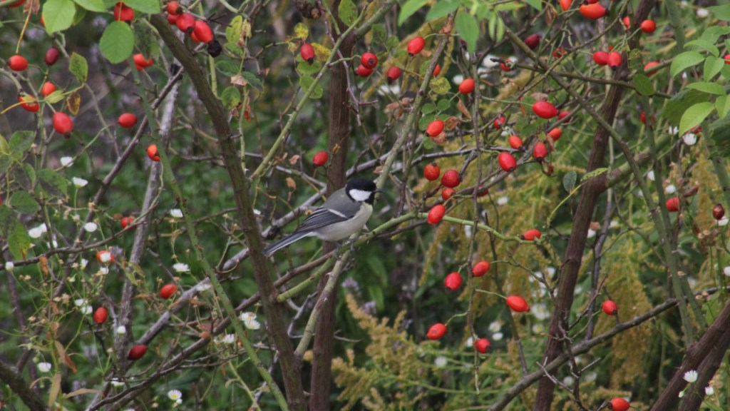 Eine Kohlmeise sitzt in einem Busch (© Sebastian Sperling, 2023)