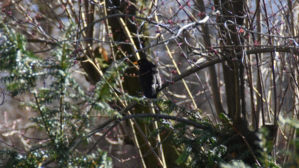 Eine männliche Amsel sitzt auf einem Ast (© Cornelia Hebrank, 2022)