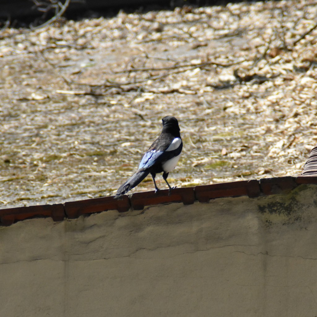 Eine Elster auf einem Garagendach (© Cornelia Hebrank, 2022)