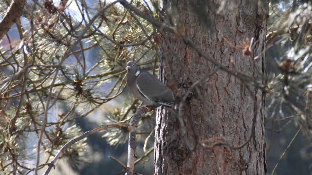 Eine Ringeltaube sitzt auf einem Baum (© Cornelia Hebrank, 2022)