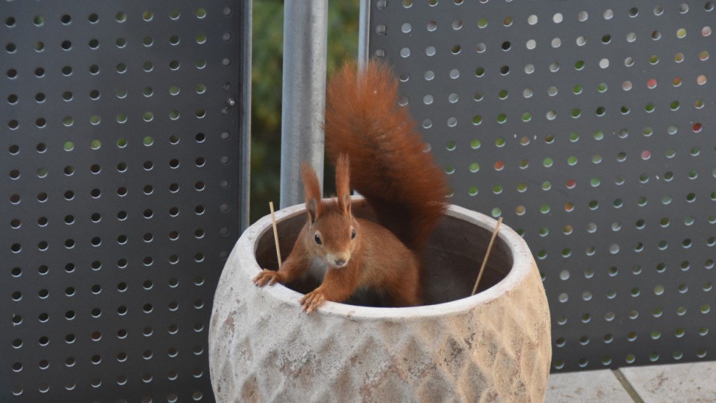 Ein rotes Eichhörnchen in einem Blumentopf auf dem Balkon (© Cornelia Hebrank, 2022)