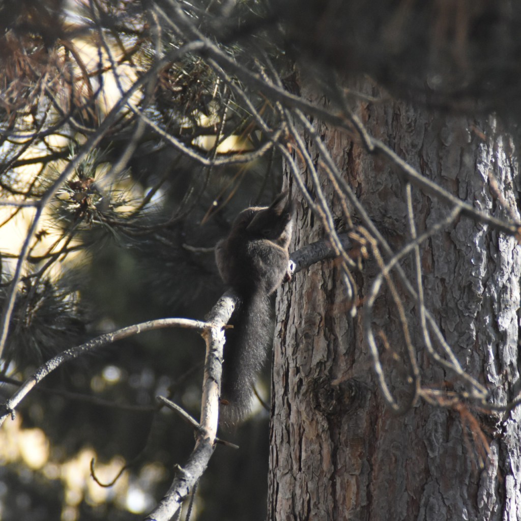Ein schwarzes Eichhörnchen auf einem Ast (© Cornelia Hebrank, 2022)