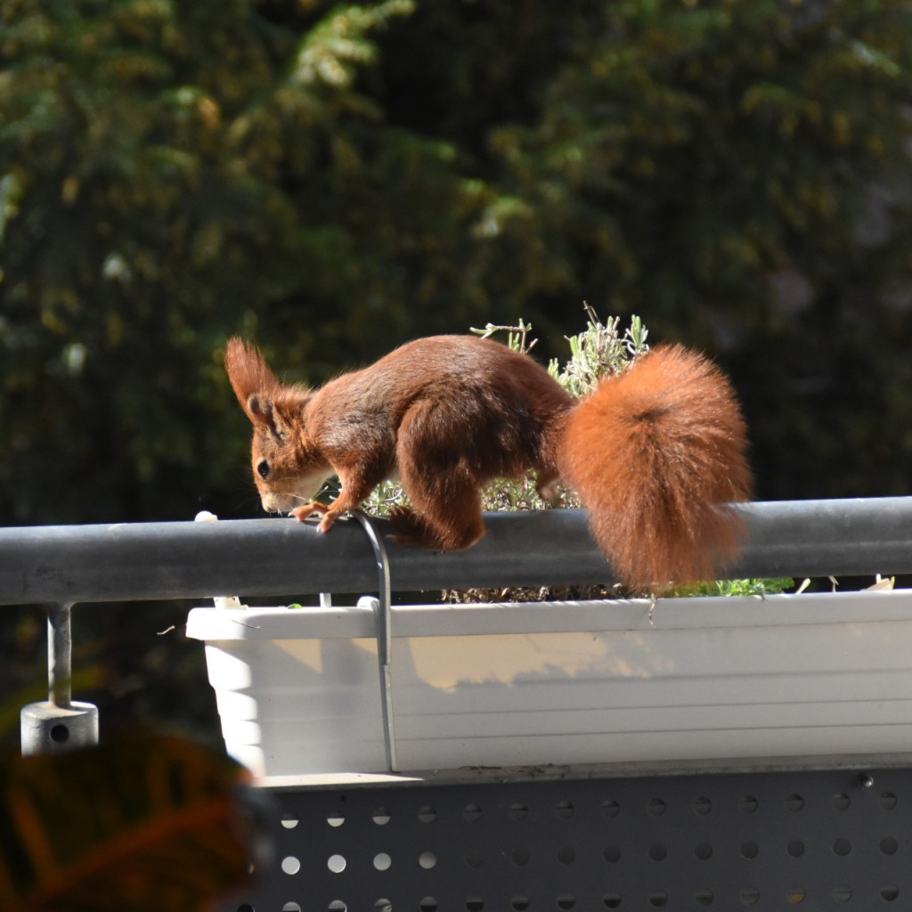 Das rote Eichhörnchen klettert auf dem Balkon an den Blumenkästen herum (© Cornelia Hebrank, 2022)