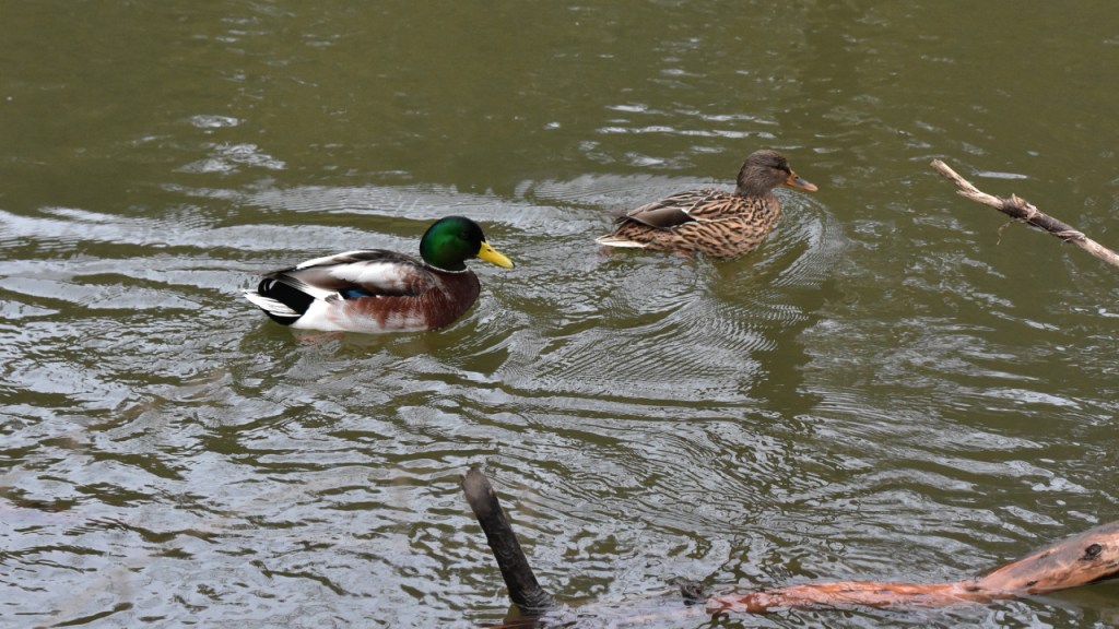 Ein Entenpärchen schwimmt gemeinsam (© Cornelia Hebrank, 2023)