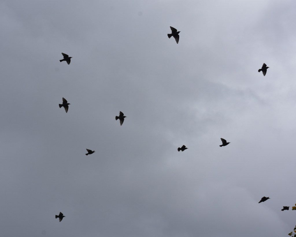 Natur in Nürnberg: Heimische Besucher auf Baum und&nbsp;Balkon