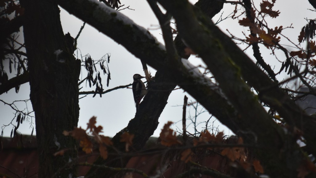 Ein Buntsprecht hackt an einem Baumstamm (© Cornelia Hebrank, 2023)
