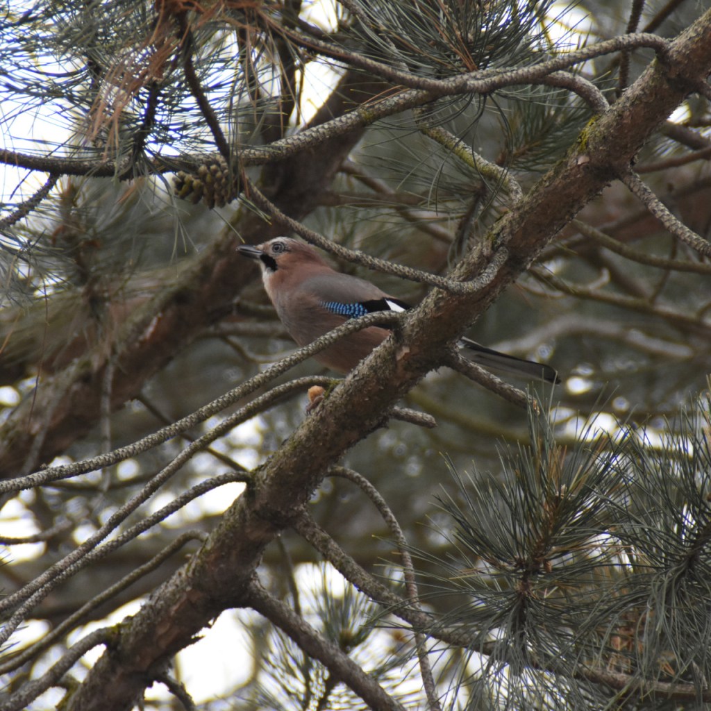 Eichelhäher sitzt aufmerksam auf einem Ast (© Cornelia Hebrank, 2022)