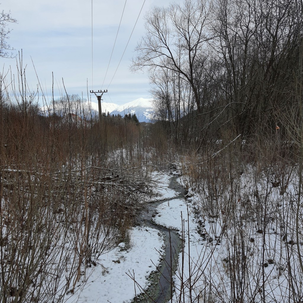 Ein kleines Bächlein führt durch einige Sträucher im Schnee (© Cornelia Hebrank, 2024)