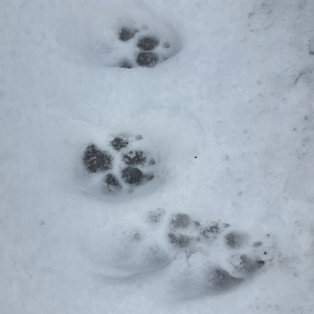 Wolfsspuren im Schnee (© Cornelia Hebrank, 2024)