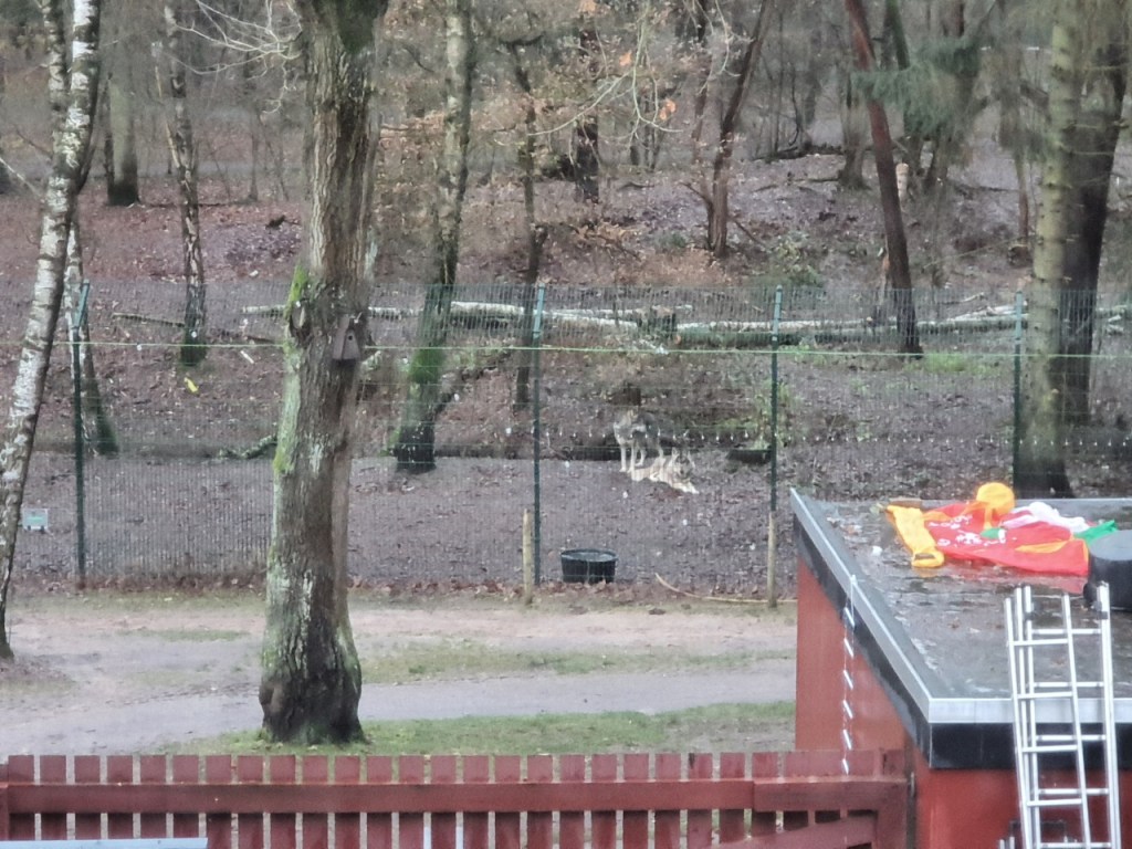 Der Blick aus dem Fenster zu den Gehegen (© Cornelia Hebrank, 2023)