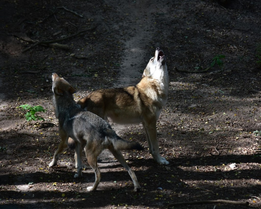 Zwei Wölfe beim Heulen  (© Cornelia Hebrank, 2024)