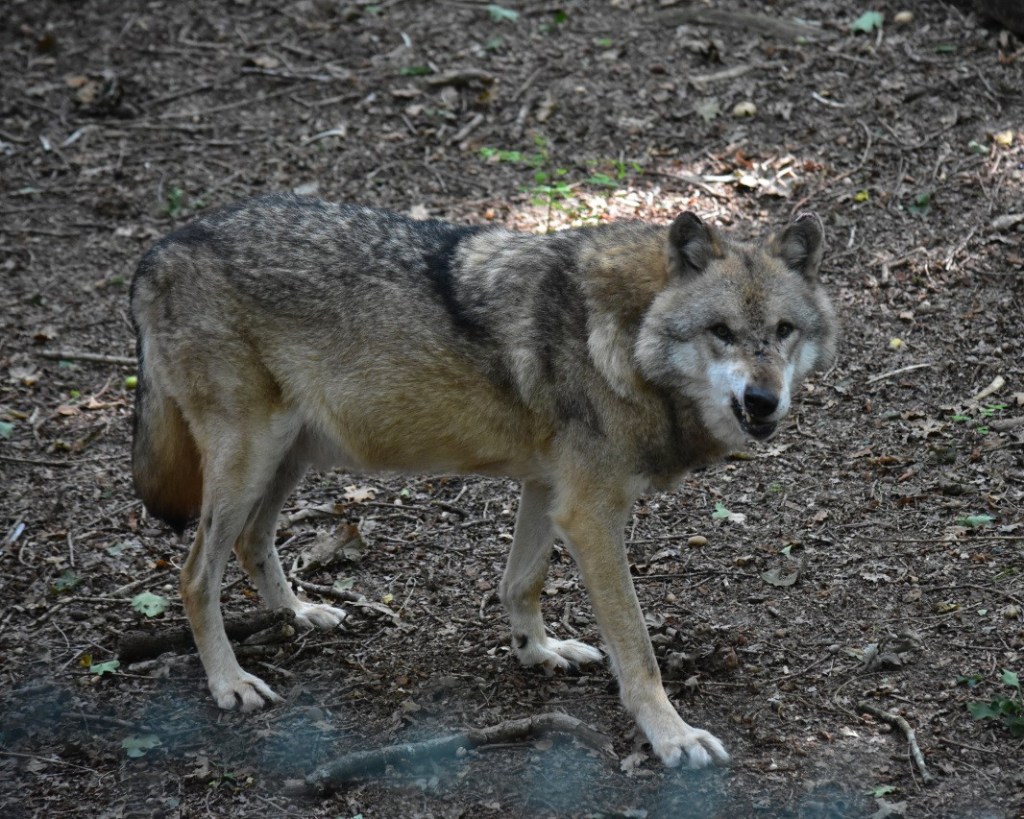 Ein knurrender Wolf  (© Cornelia Hebrank, 2024)