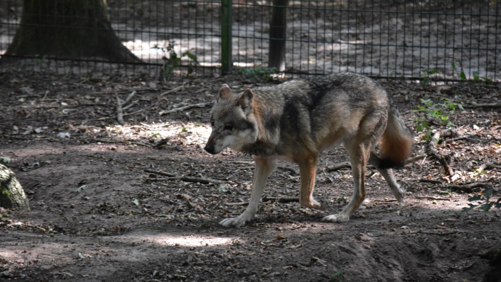 Ein Wolf im Trab (© Cornelia Hebrank, 2024)