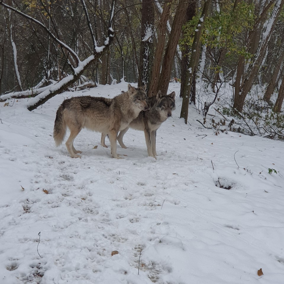 Workshop Wolf – Tag 1: Beobachtungszeit im&nbsp;Wolfcenter
