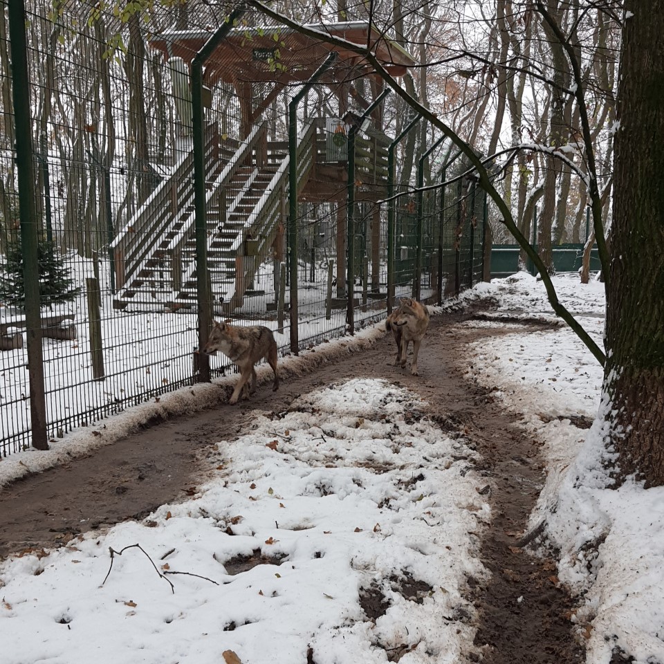 Zwei trabende Wölfe (© Cornelia Hebrank, 2023)