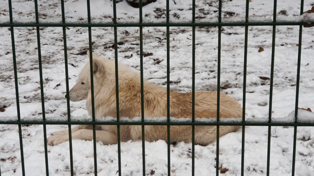 Ein weißer Wolf liegt aufrecht im Schnee (© Cornelia Hebrank, 2023)