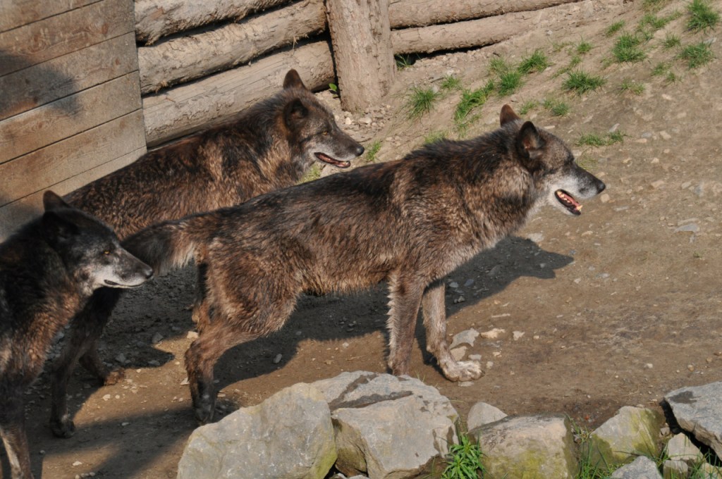 Drei Wölfe in einem Gehege (© Cornelia Hebrank, 2011)