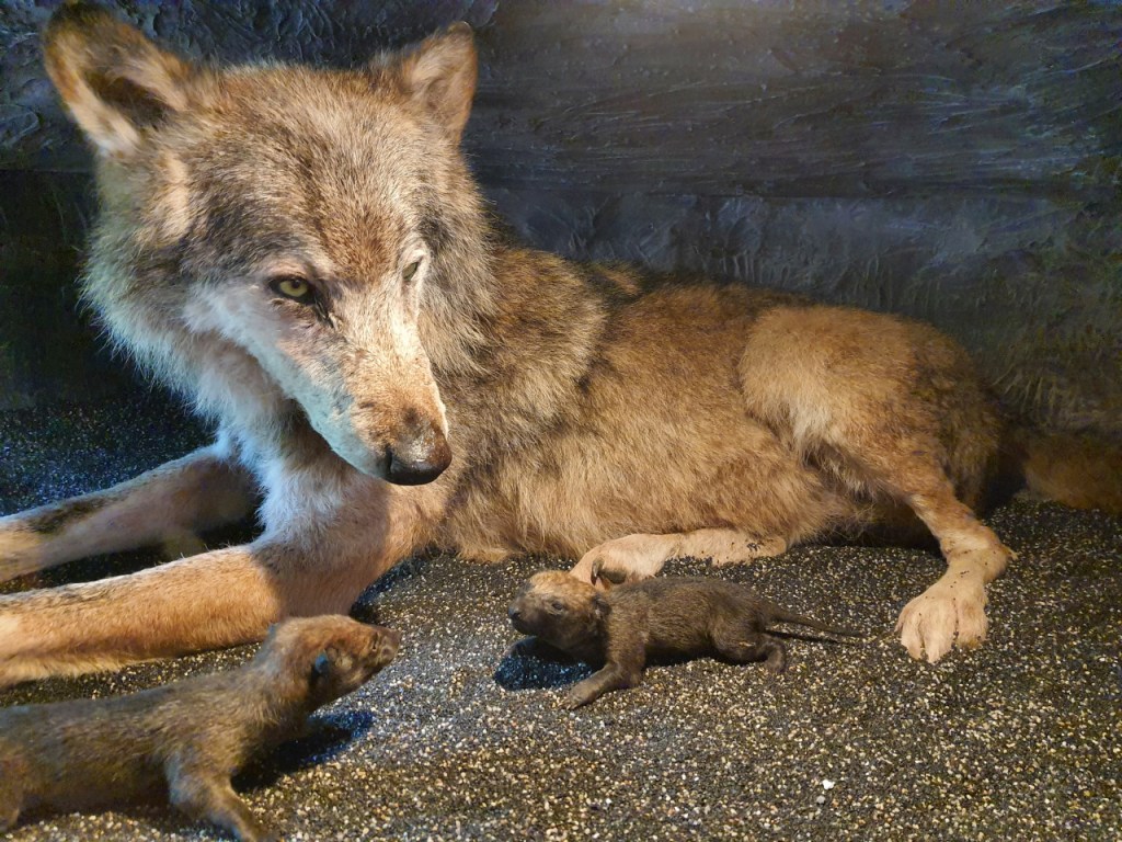 Ausstellung einer präparierten Wolfsmutter mit zwei sehr jungen Welpen (© Cornelia Hebrank, 2023)
