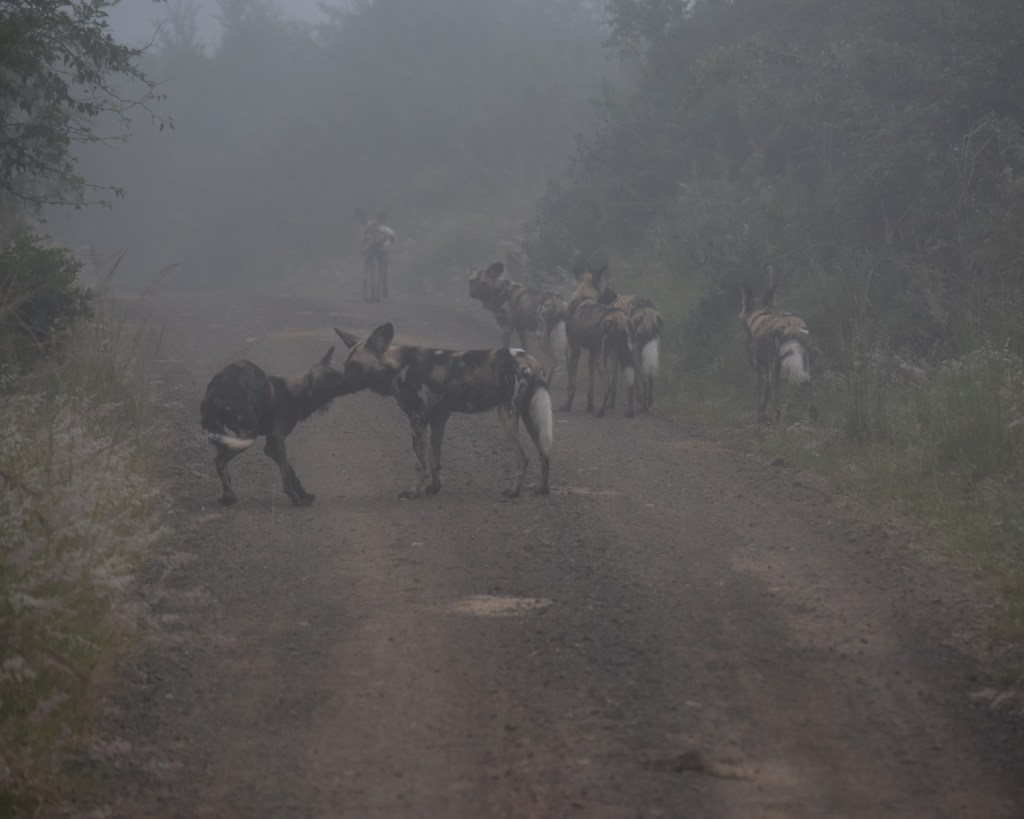 Das Rudel ist im Morgennebel gemütlich unterwegs (© Cornelia Hebrank, 2024)