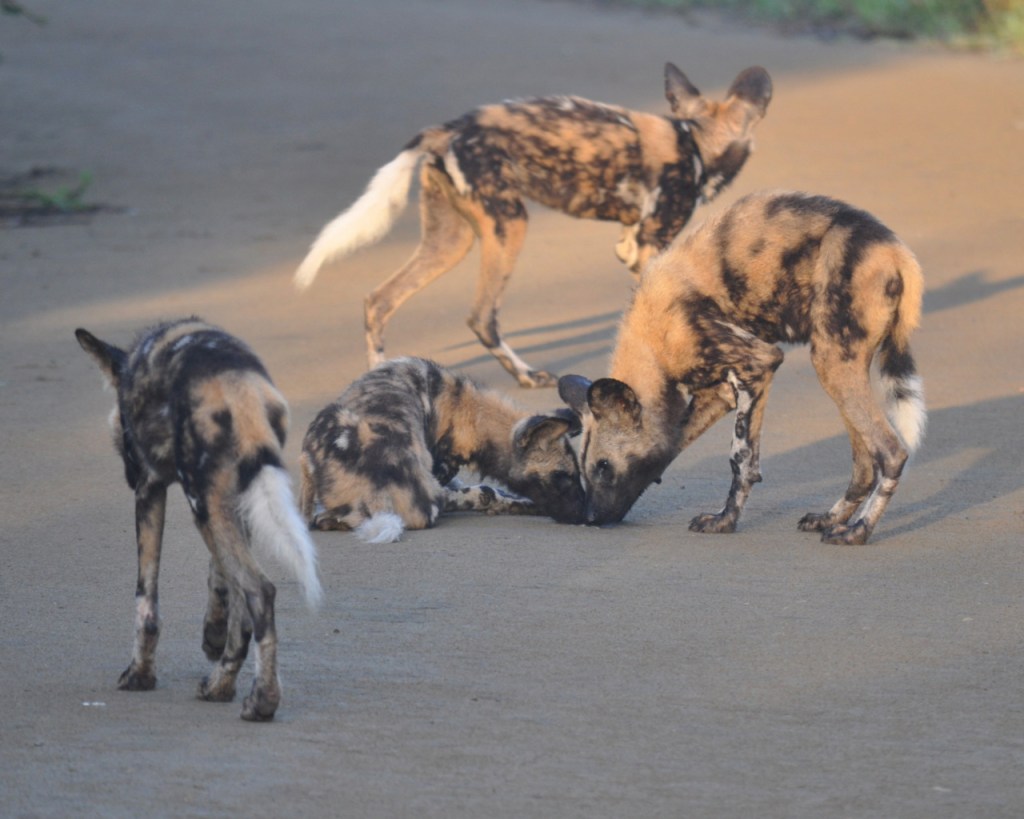 Einige Hyänenhund-Jungtiere beschäftigen sich neugierig miteinander (© Cornelia Hebrank, 2013)
