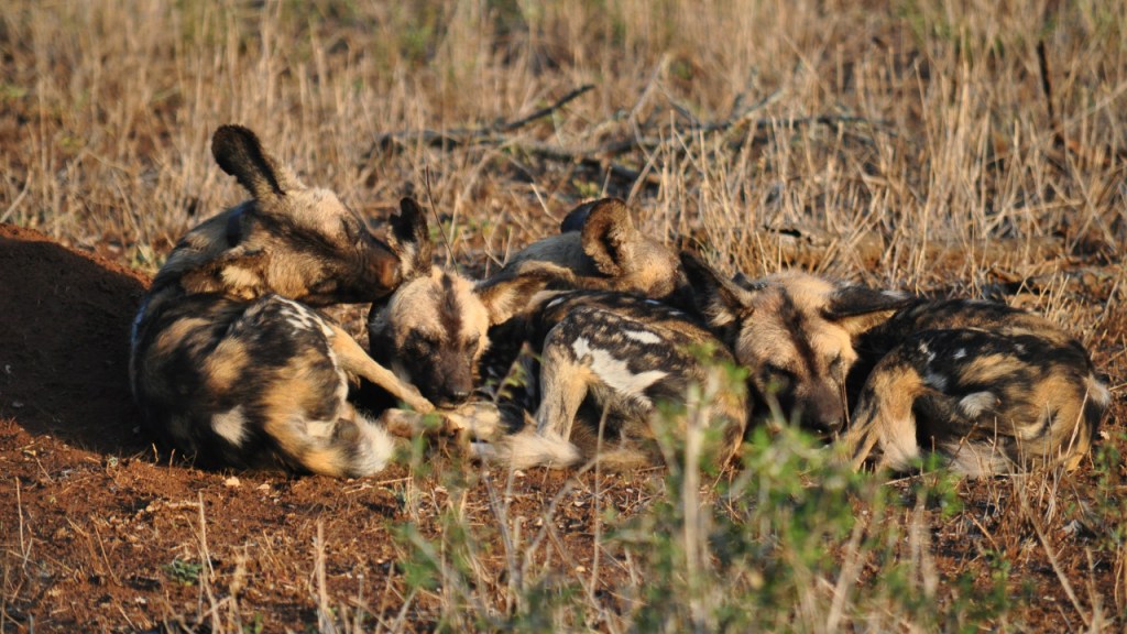 Fünf Hyänenhunde liegen in einem Knäuel beieinander (© Cornelia Hebrank, 2016)