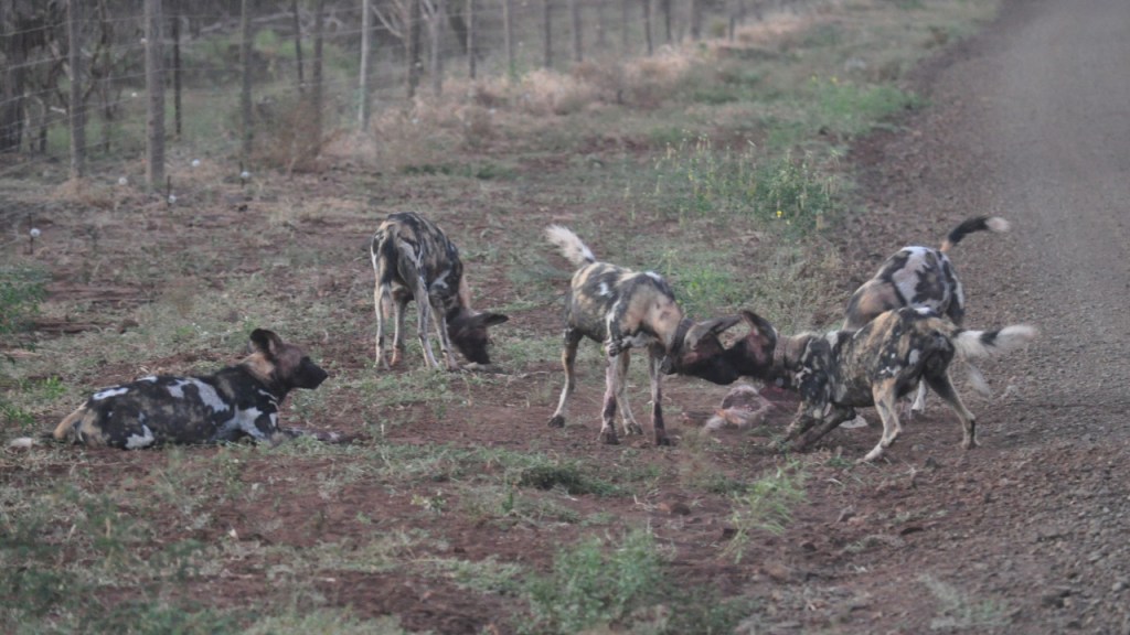 Ein Rudel Hyänenhunde mit einem schon fast aufgefressenen Beutetier am Wegrand (© Cornelia Hebrank, 2016)