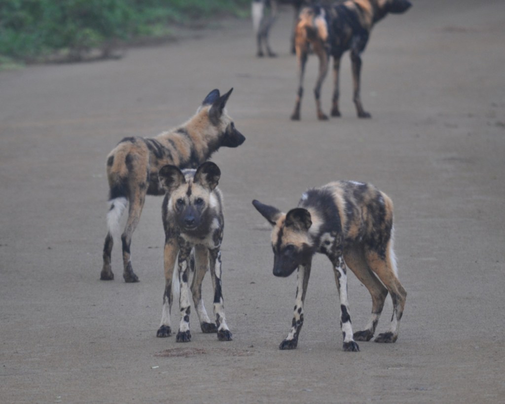 Mehrere Hyänenhund-Welpen auf einer Straße (© Cornelia Hebrank, 2013)