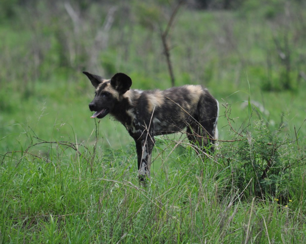 Ein Welpe gähnt mit leicht hängenden Ohren (© Cornelia Hebrank, 2013)