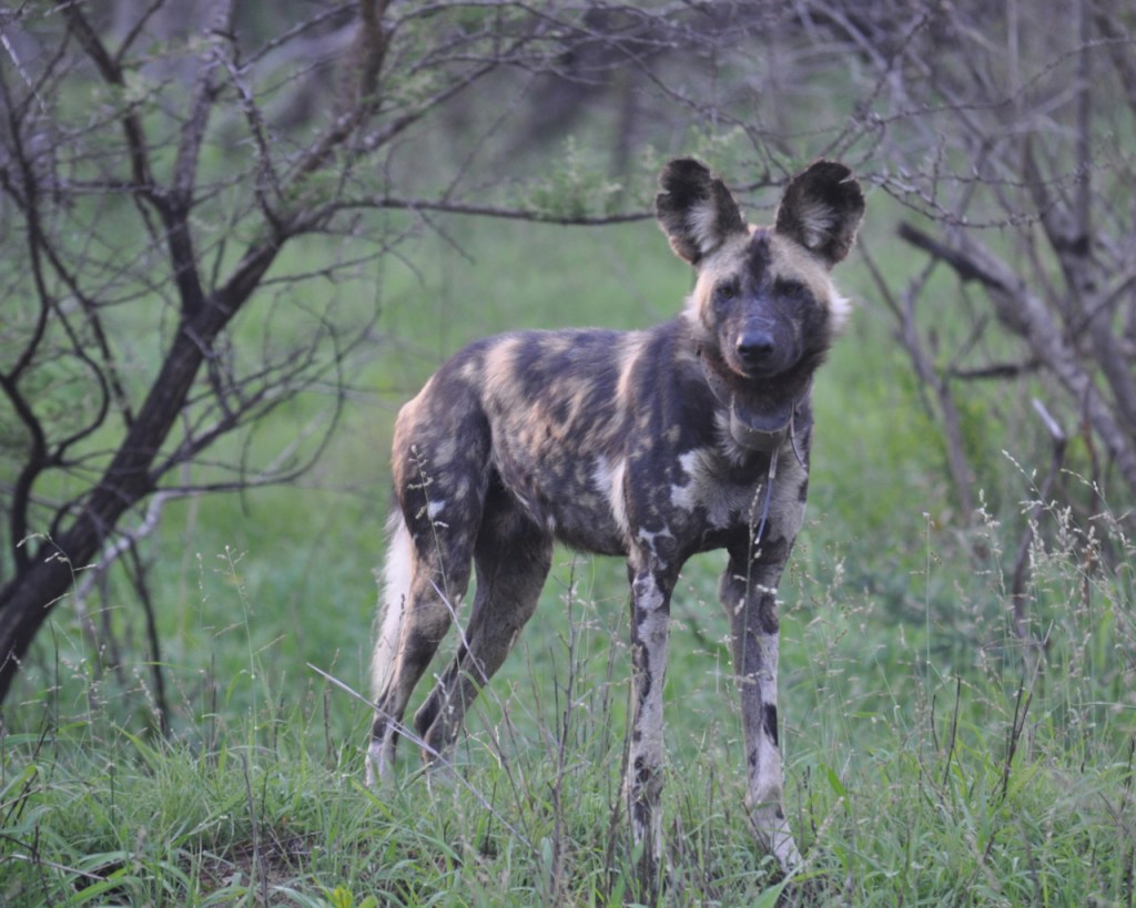 Ein Hyänenhund mit Halsbald (© Cornelia Hebrank, 2013)