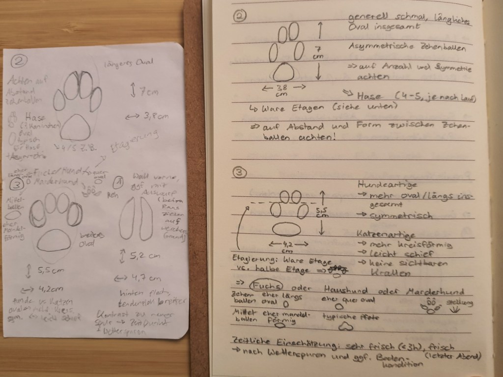 Gegenüberstellung meiner Spuren-Zeichnung von draußen mit der sauberen Variante von später (© Cornelia Hebrank, 2024)