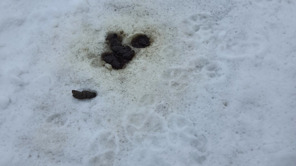 Wolfspfoten-Abdrücke im Schnee mit einem Kothaufen (© Cornelia Hebrank, 2024)