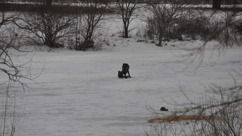 Ein Foto von zwei Wölfen in der Ferne (© Cornelia Hebrank, 2014)