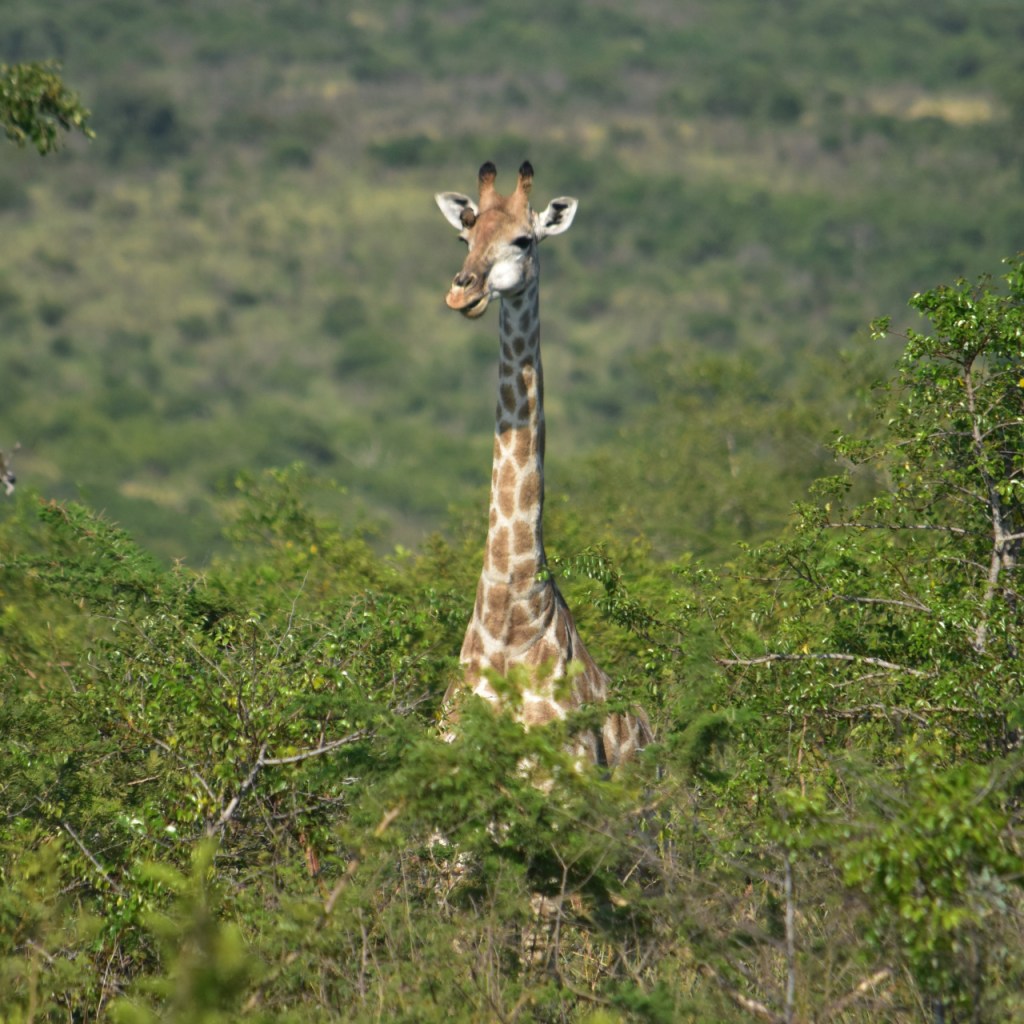 Eine Giraffe beim Fressen (© Cornelia Hebrank, 2024)