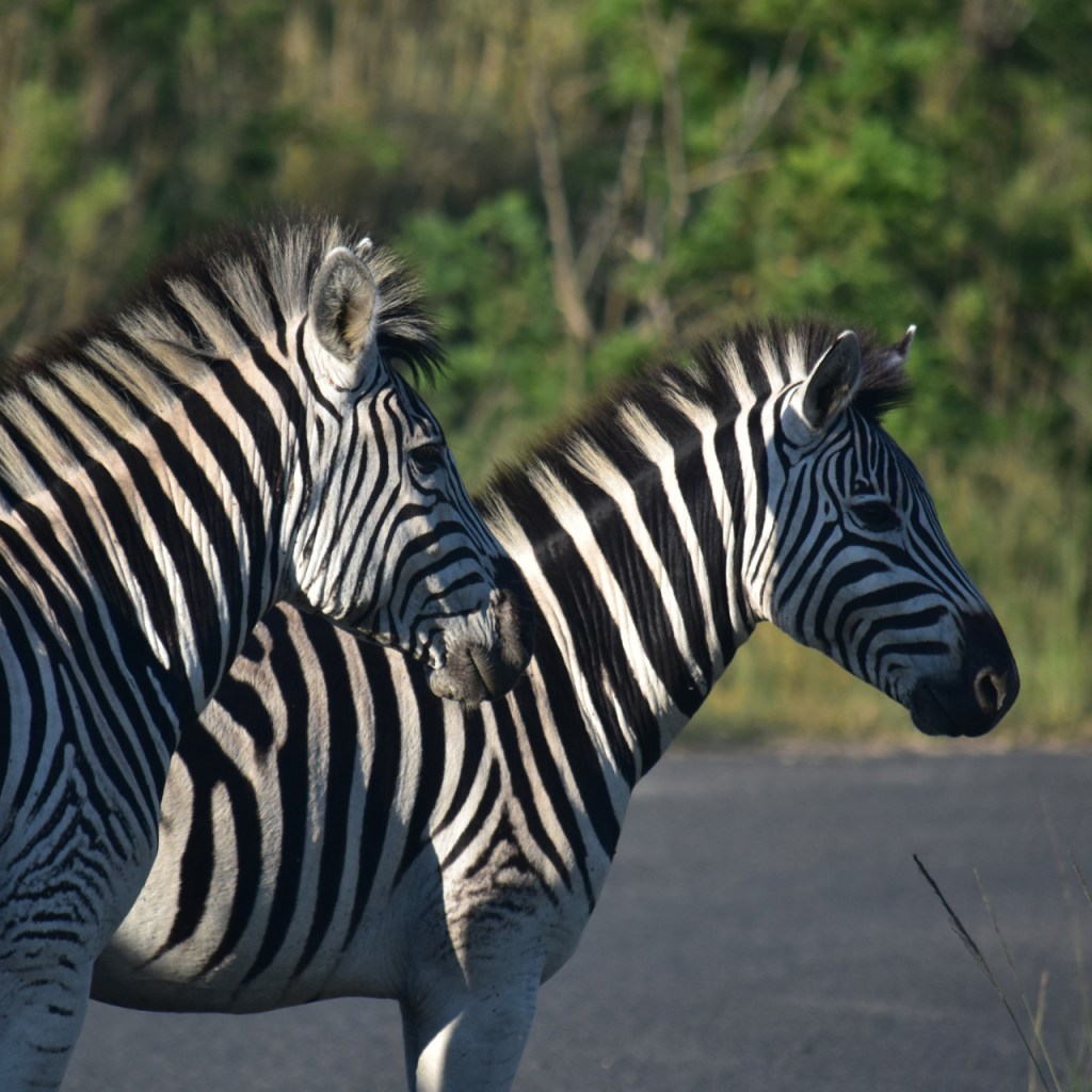 Zwei Zebras auf einer Straße (© Cornelia Hebrank, 2024)