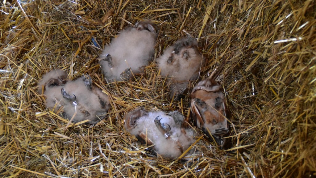 Junge Schleiereulen-Küken mit ID-Ringen liegen in einem Bett aus Heu (© Cornelia Hebrank, 2024)