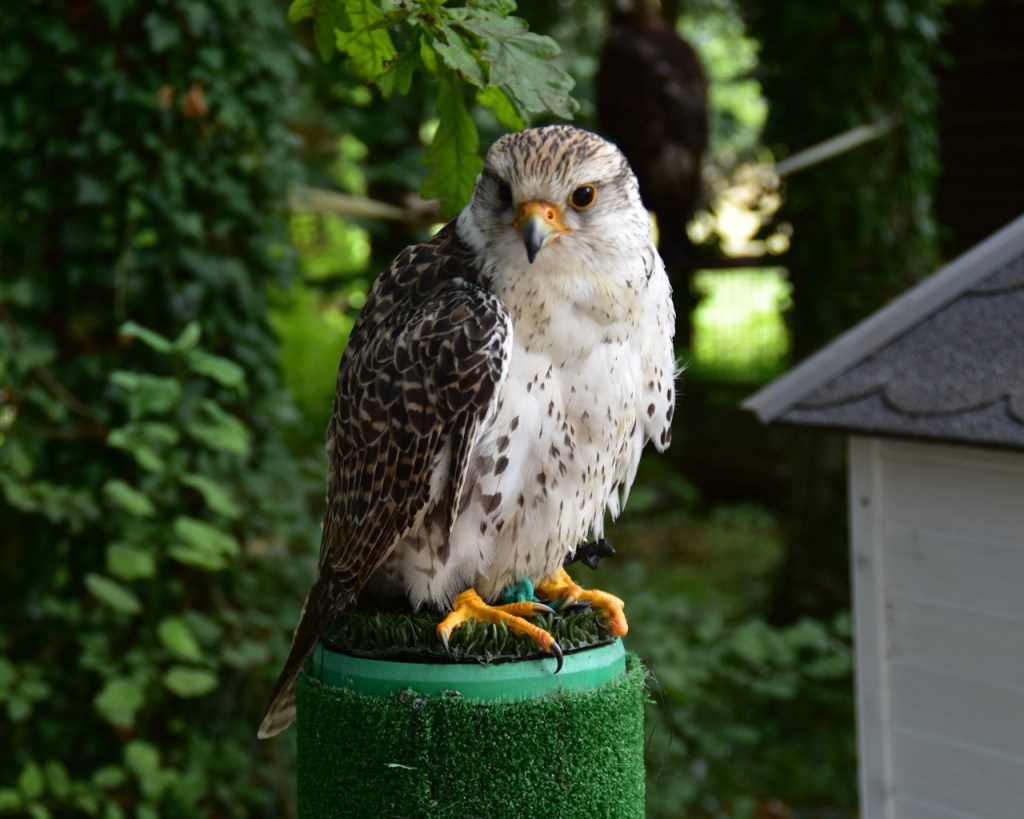 Ein Sakkerfalke auf seinem Sitzplatz (© Cornelia Hebrank, 2024)