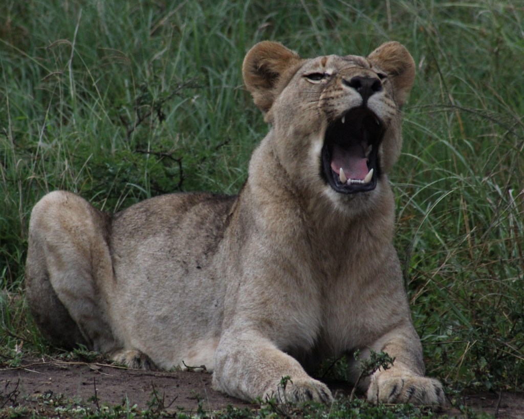 Eine gähnende Löwin (© Sebastian Sperling, 2024)