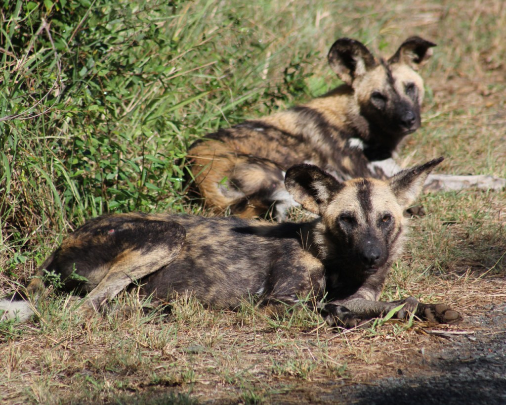 Zwei Hyänenhunde liegen am Straßenrand (© Sebastian Sperling, 2024)