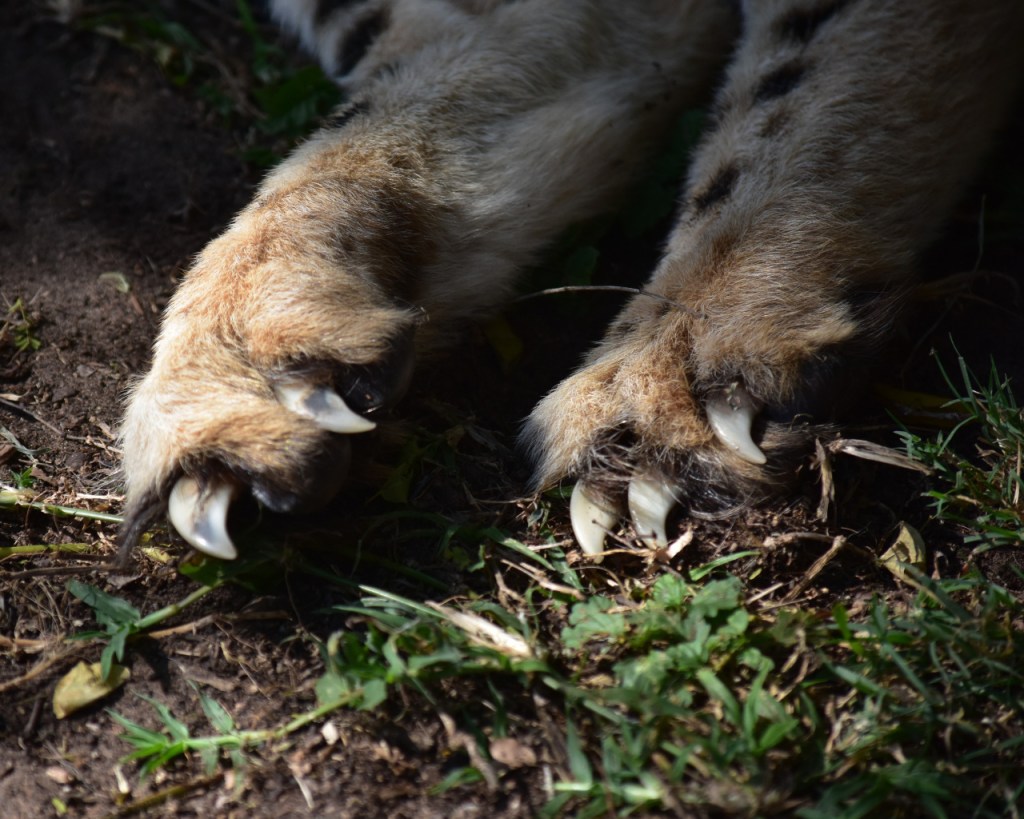 Nahaufnahme der Vorderpfoten eines Gepards (© Cornelia Hebrank, 2024)