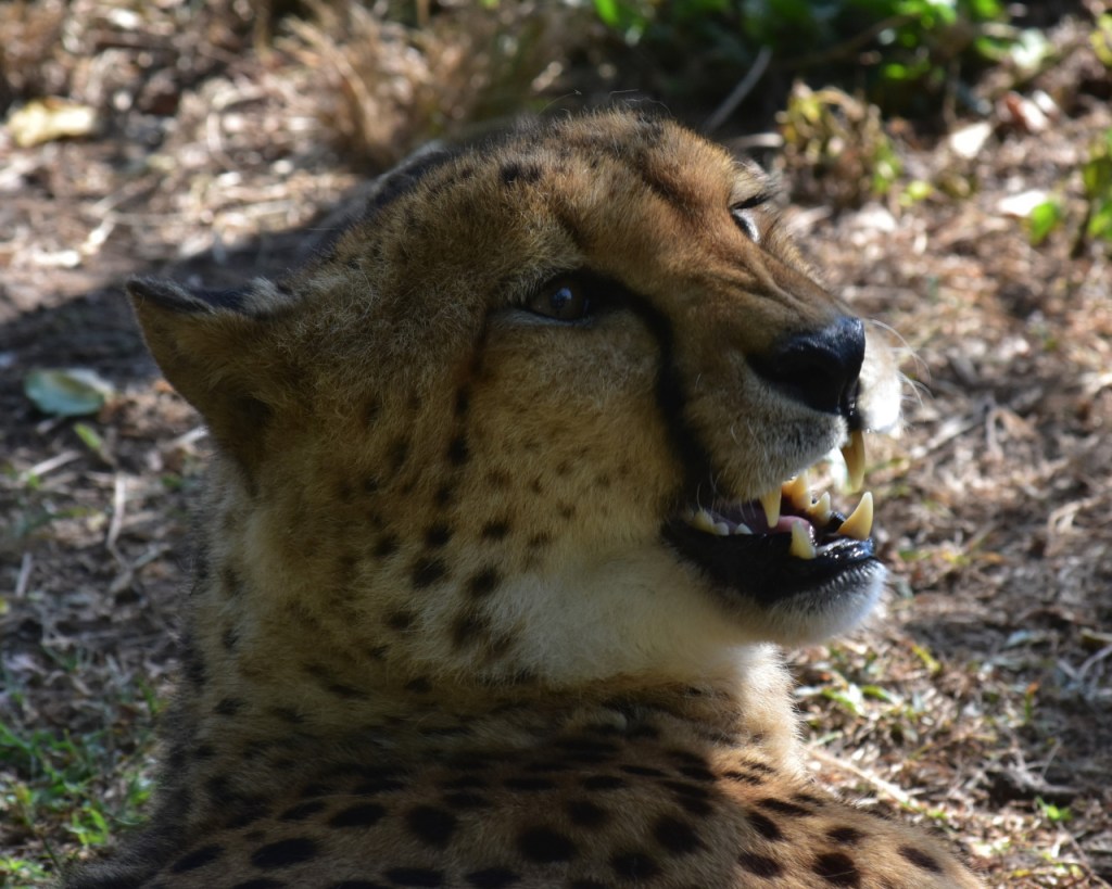 Portrait eines Gepards mit offenem Maul (© Cornelia Hebrank, 2024)