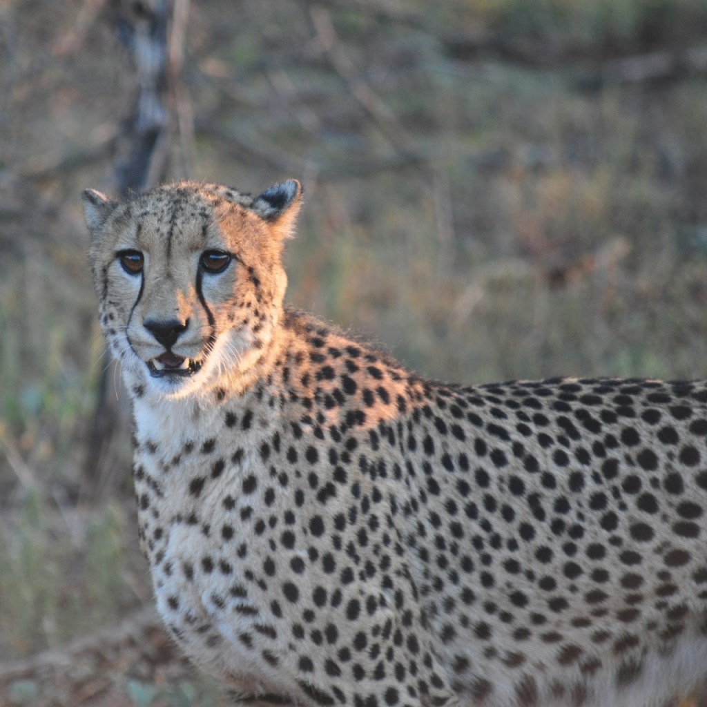 Ein stehender Gepard mit fokussiertem Blick (© Cornelia Hebrank, 2016)