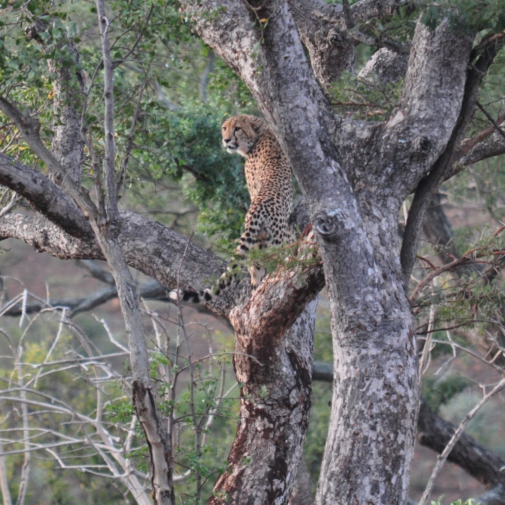 Gepard in einem Baum (© Cornelia Hebrank, 2016)