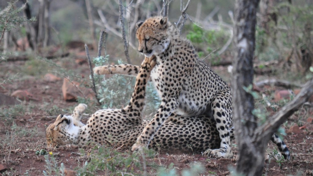 Zwei Gepardenjunge spielen miteinander (© Cornelia Hebrank, 2016)