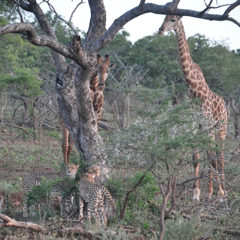 Zwei Geparden an einem Baum, hinter dem zwei Giraffen auf sie herunterschauen (© Cornelia Hebrank, 2016)