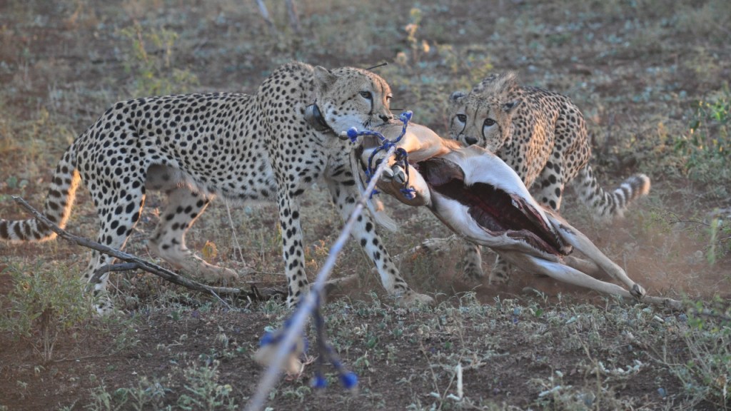 Zwei Geparden zerren an einem Antilopenkadaver, der mit einem Seil nahe der Kamera befestigt ist (© Cornelia Hebrank, 2016)